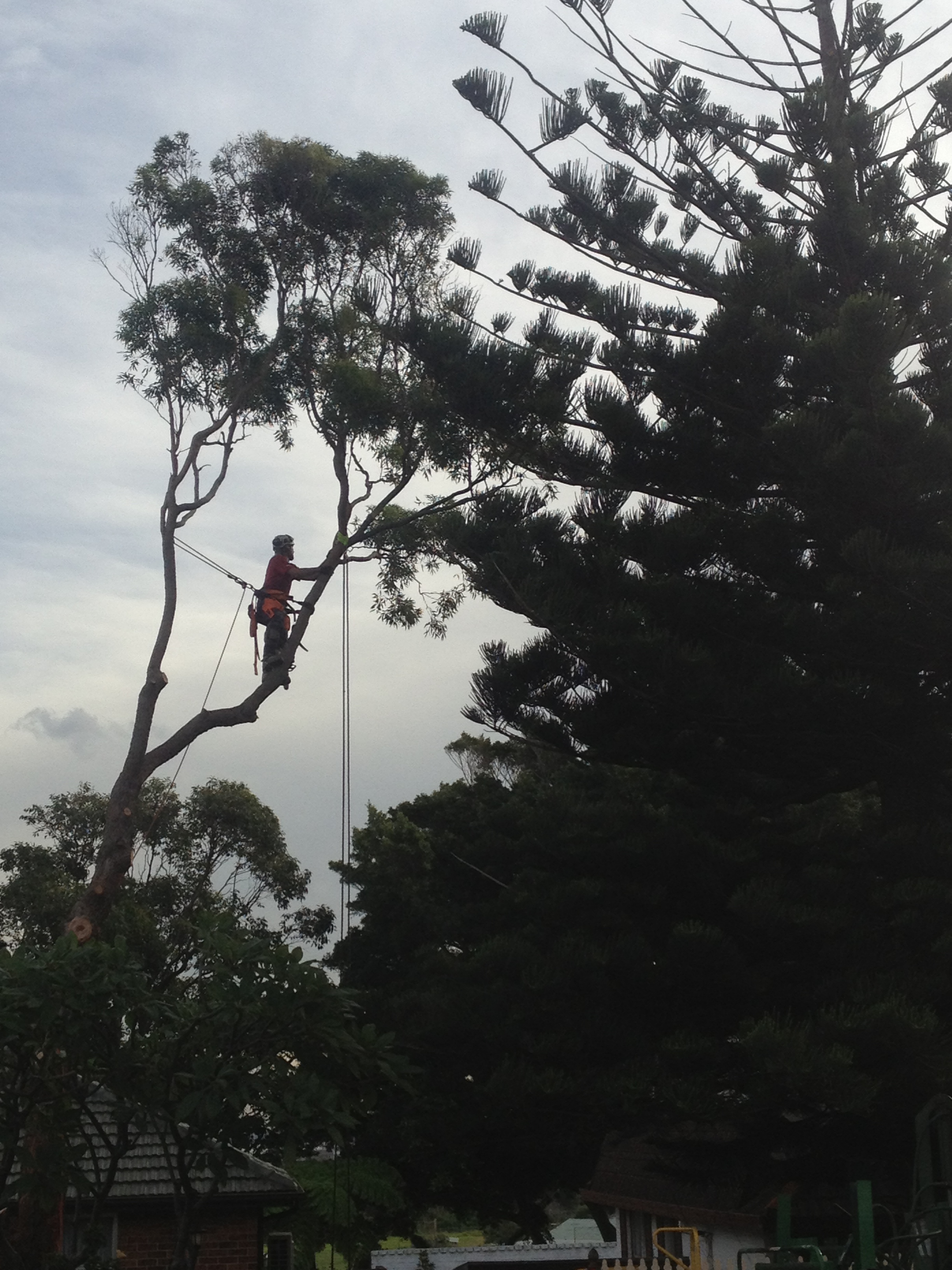 Tree removal in Cammeray
